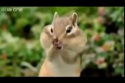 Punjabi Dubbing talking Animals.. very funny must watch