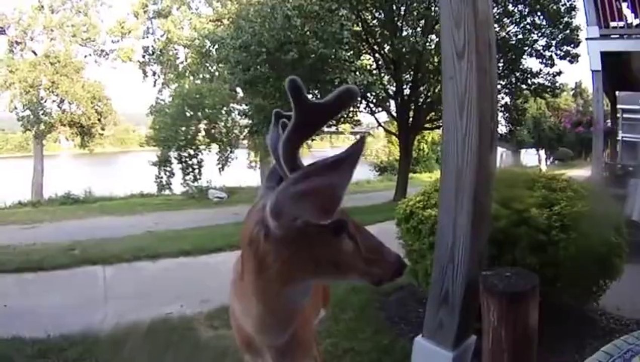 Deer walks up and licks the lens of my camera