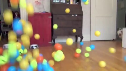 Dog Surprised with 100 Balls for Birthday_ Cute Dog Maymo