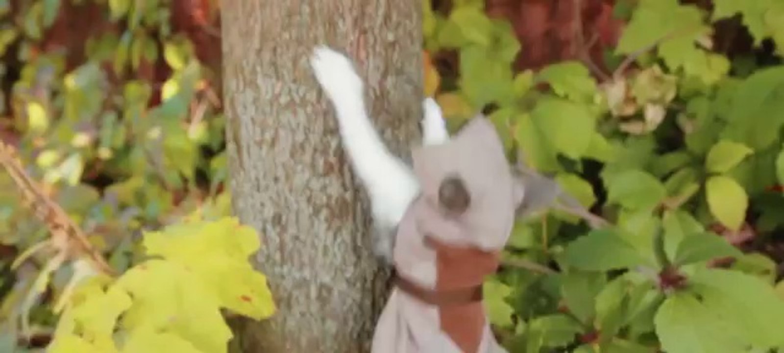 Les chats sont les vedettes de cette nouvelle parodie du jeu Assassin's Creed !