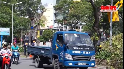 Thành phố sẽ đốn bỏ hàng trăm cây xanh