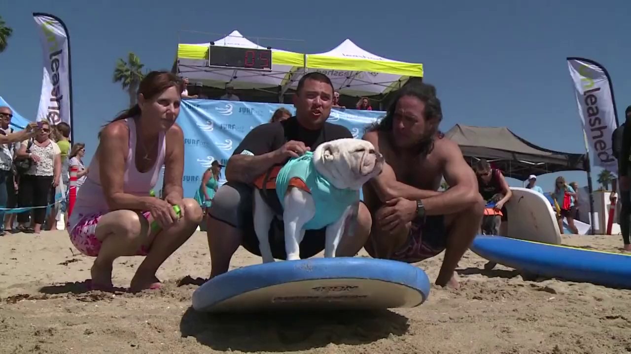 Hunde als surf-champions