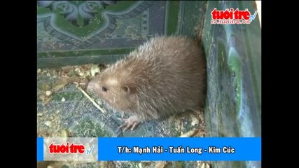 Thu nhập ổn định từ nghề nuôi dúi