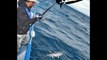 Pêche sportive du thon rouge de Méditerranée _ Angler4ever & Roussillon Fishing