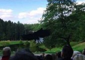 Black Forest Eagle Swoops Low in Slow Motion Recording