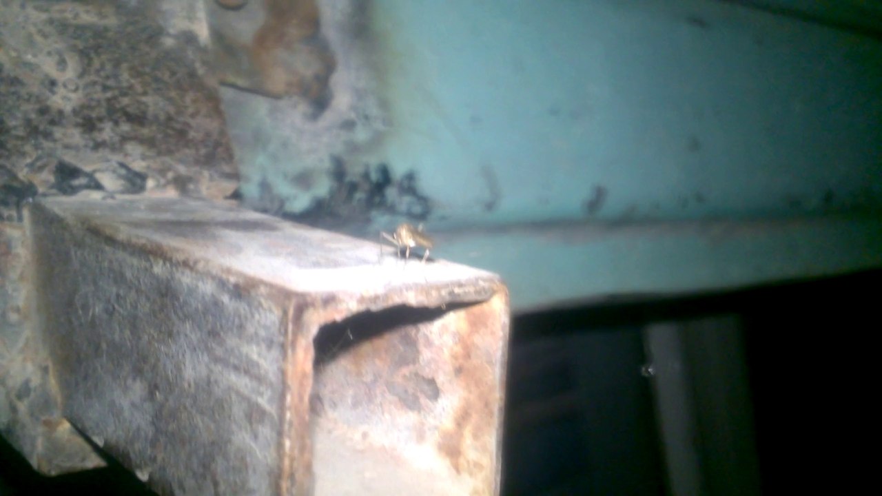 mosquito_by_night