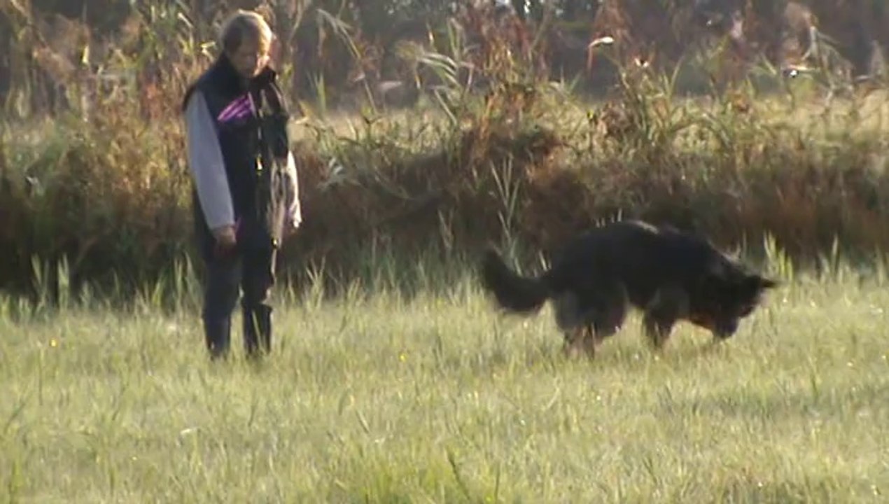Elsy de la ségneuriale Brevet pistage français piste libre