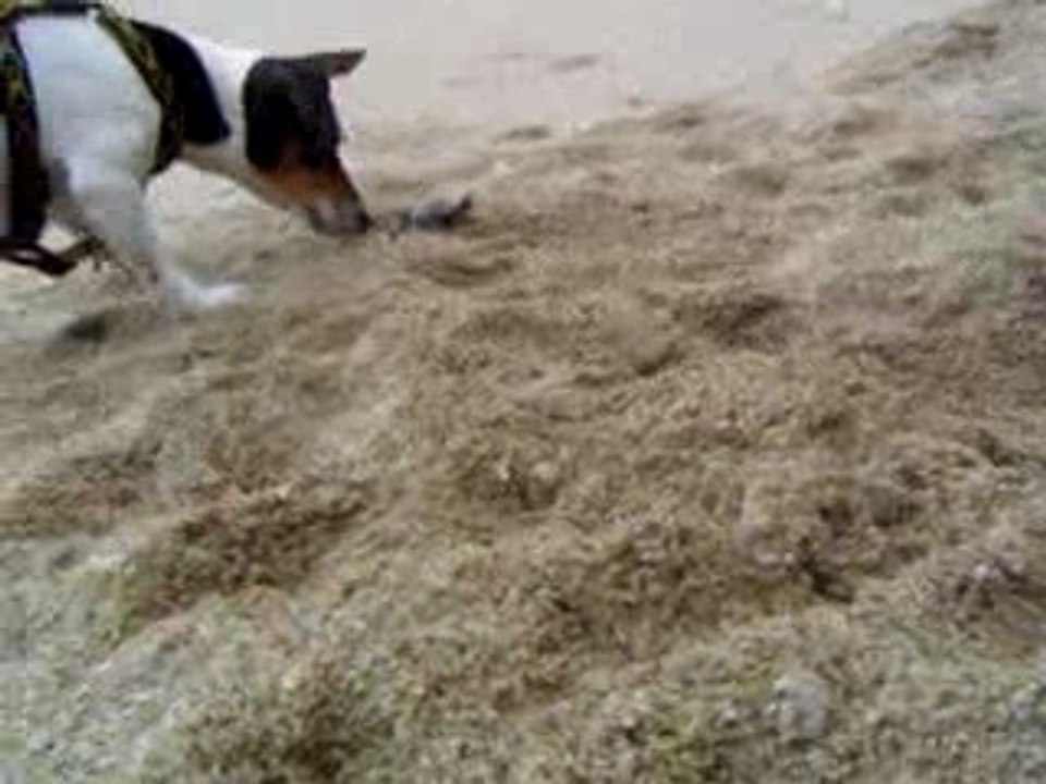 Jack russel VS crabe vert