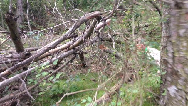 SETTER ANGLAIS IRIS DU MAS DES VERNETS 15 MOIS CHASSE A LA CAILLE EN BOIS 2014