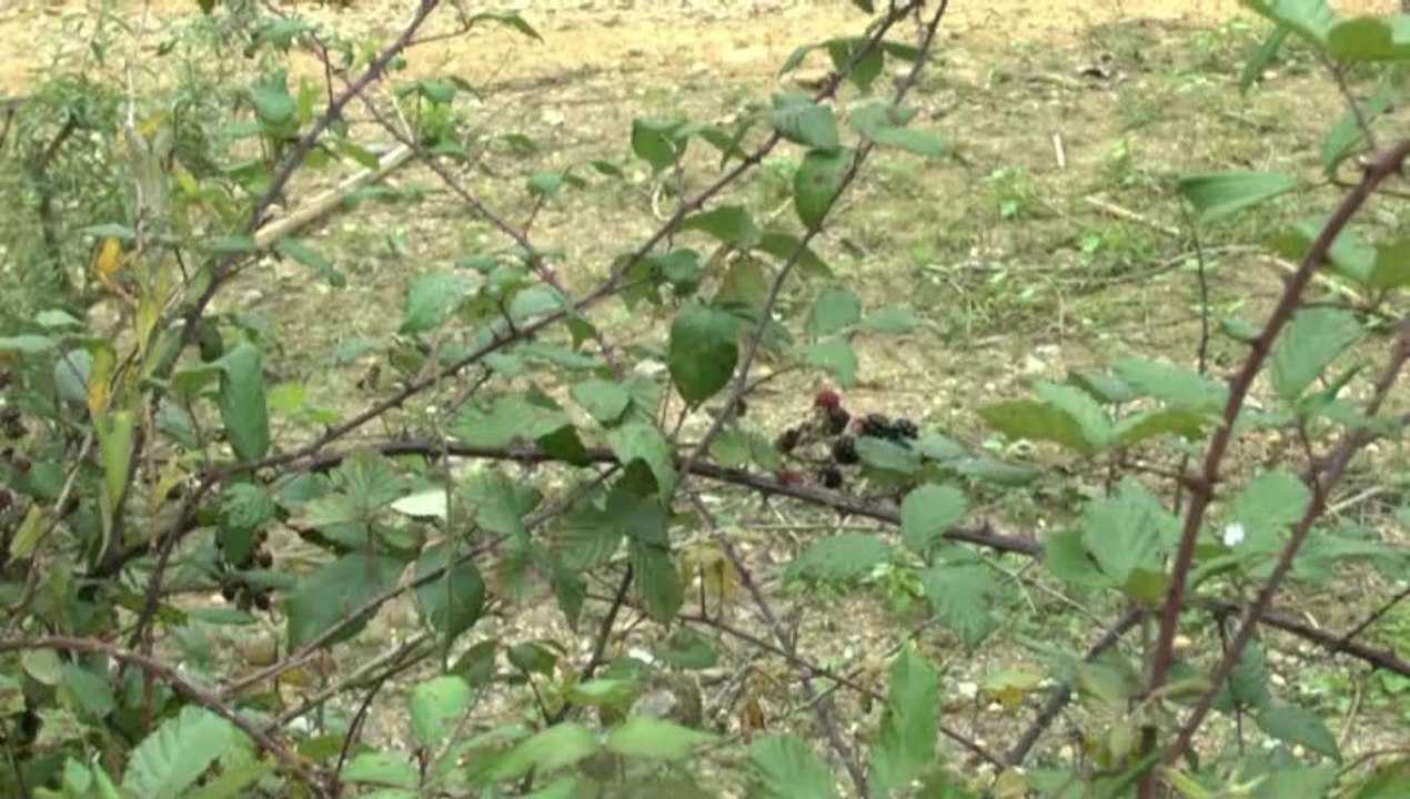 LES PROMENADES DE MICHOU64 W-D.D - 28 SEPTEMBRE 2014 - DE TOURS EN DÉTOURS ET CONTOURS ENFIN LE LAC DE CORBÈRE ABÈRES.