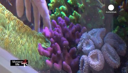 "حياة موناكو" ... قصة حب بين إمارة وبحر