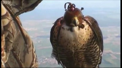 Fastest Animal on Earth Outraces Freefalling Skydivers