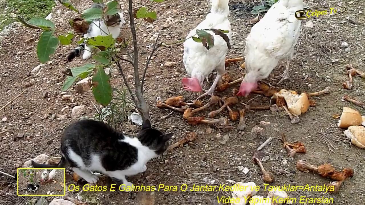 Os Gatos E Galinhas Para O Jantar:Kediler ve Tavuklar=Antalya