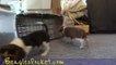 Cute Beagle Puppies Playing Funny Puppy Beagles Running Pets 8 Weeks Old Video