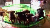 Cute Dogs (Americas Funniest Home Videos _ AFV)