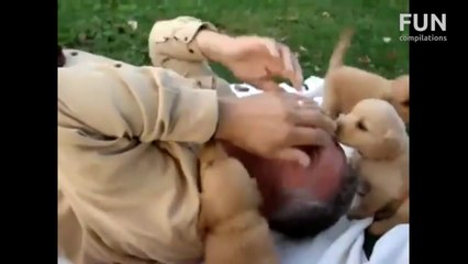 Funniest Cute Puppies Compilation February 2013