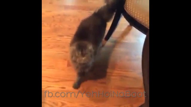 Cat Saying Go Nawaz Go