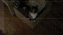 Fiesty Meow