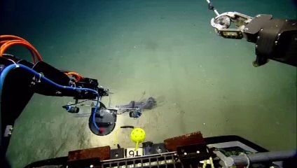 mundo insolito: animal acuatico desconocido