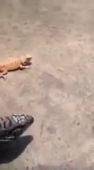 Can havli ile depar atan hayvan