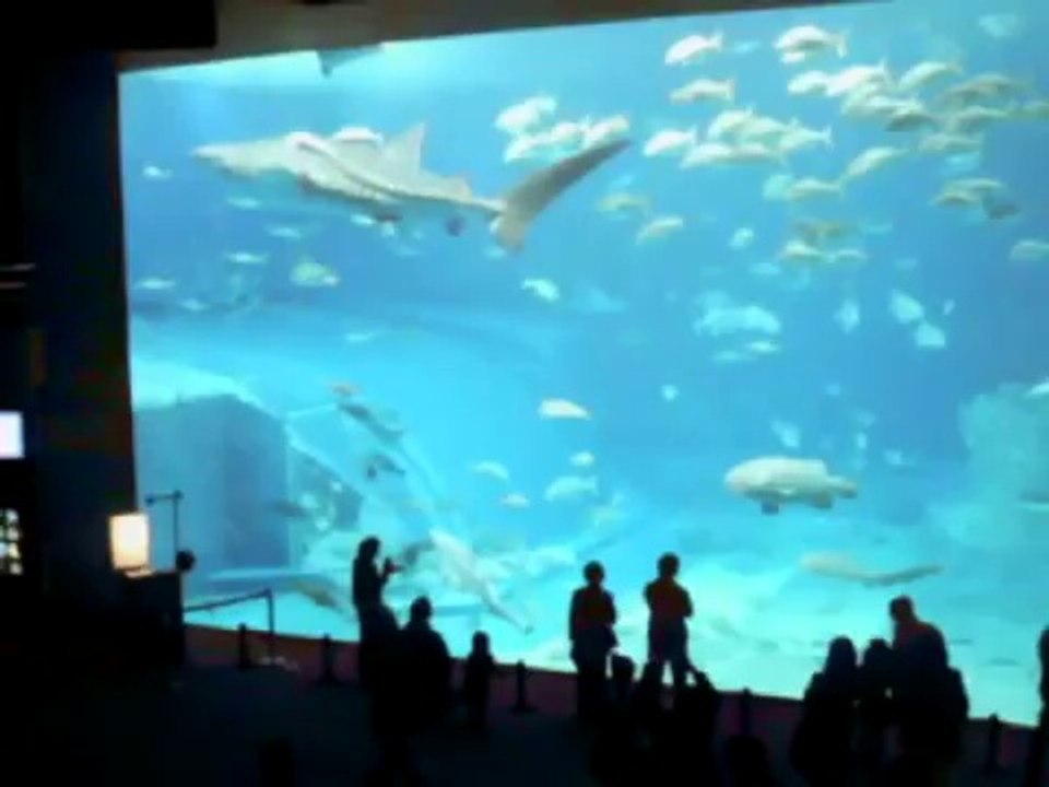 WORLD LARGEST FISH WHALE SHARK IN OKIANAWA ISLAND