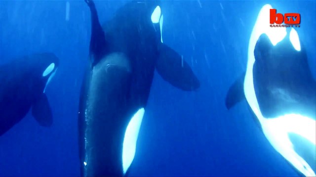 Un requin tigre se fait dévorer par des orques