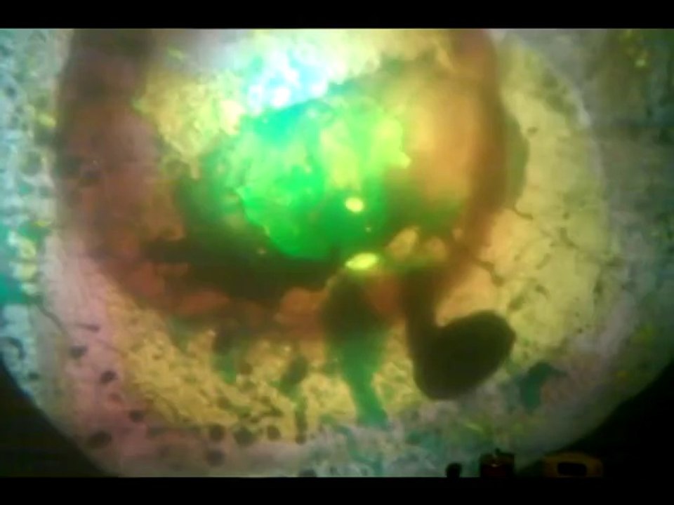 Brainillusions light show mix