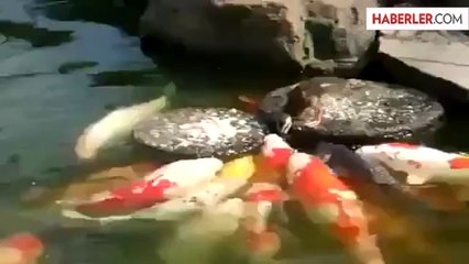 Balıkları Besleyen Ördek Yavrusu