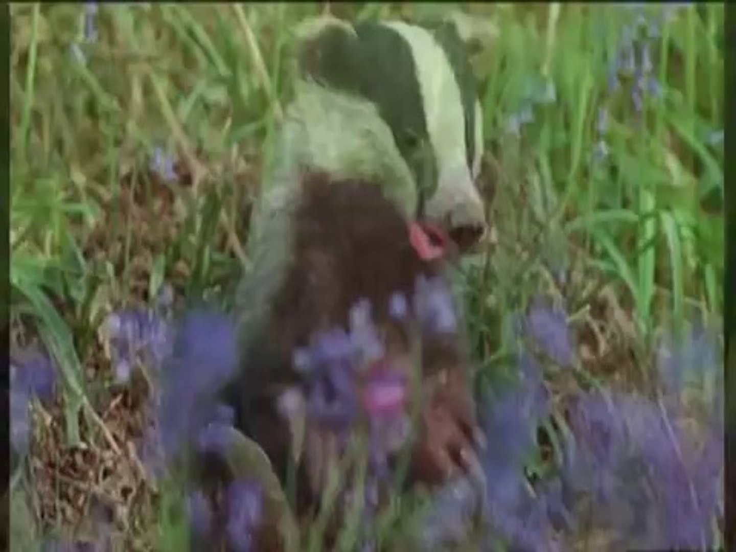 Animals very cute