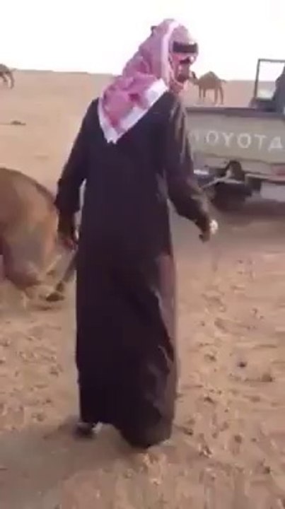 Camel fight