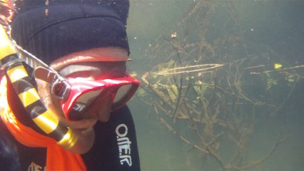 Marcelo Ambrogi, Rio do  Camburi, vida selvagem, Ubatuba, Litoral Norte, SP, Brasil - (3)