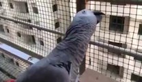Parrot Chanting Go Nawaz Go