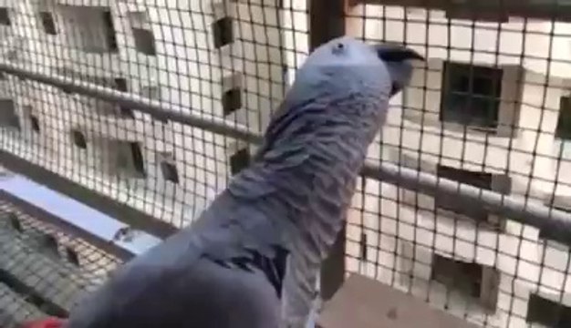Parrot Chanting Go Nawaz Go