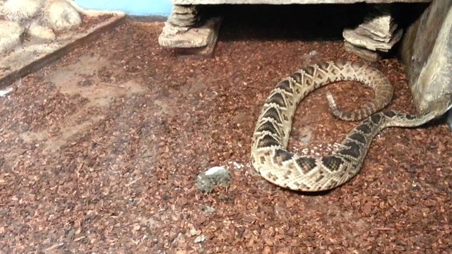 crotalo diamantino orientale