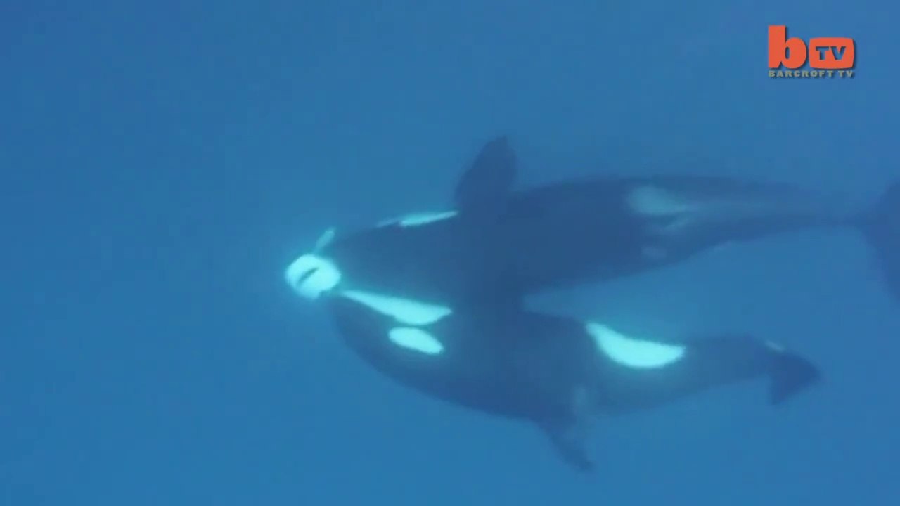 Killer Whales Take Down Tiger Shark