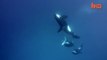 Orques contre requin tigre : le requin se fait mettre en pièce!