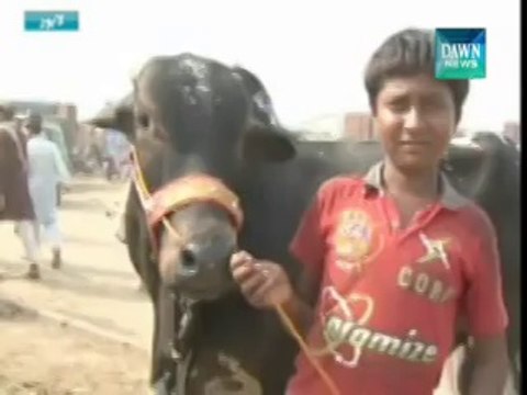 High Prices Of Sacrificial Animals in Lahore cattle market