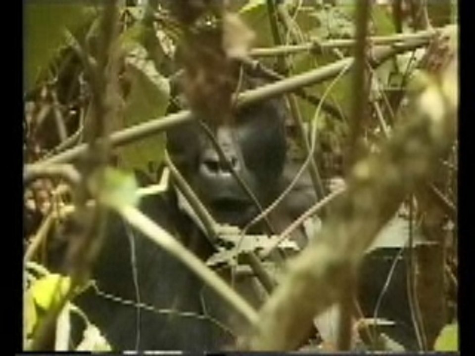 Les gorilles au Kivu