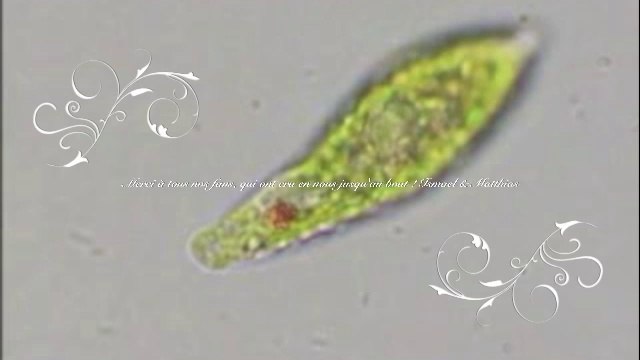 Bactéries en folie, par Ismail & Matthias