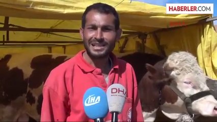 Sivas Kurban Pazarının Gözdeleri 'Kral' ile 'Paşa'