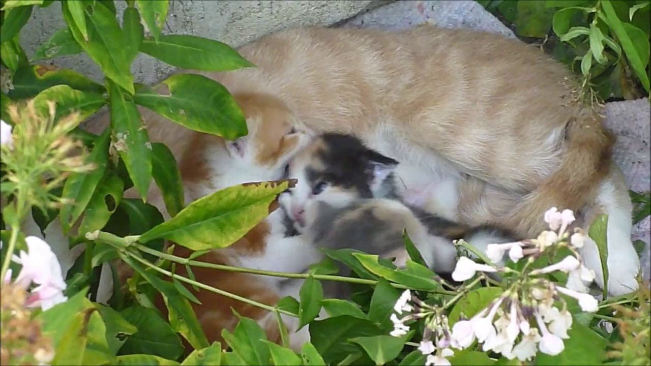 Chatons