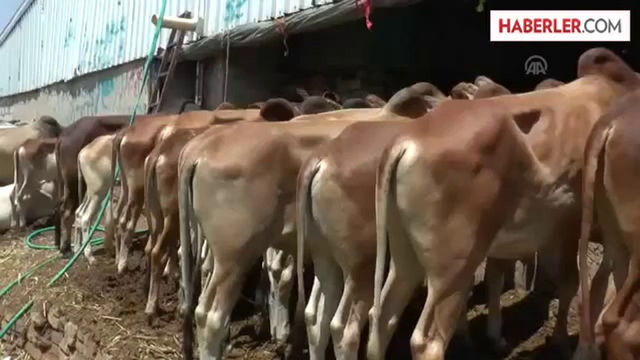 Yemen'de Kurban Bayramı Hazırlıkları