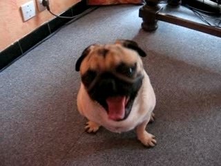 Bon ben quoi ? on joue ou pas ????