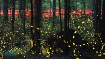 Synchronized Firefly Ritual Attracts Tourists