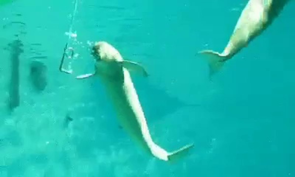 Un dauphin fait des bulles en forme de cercle