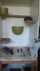 Maman chinchilla et ses filles