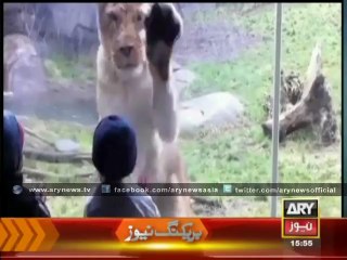 Children playing with wild animals