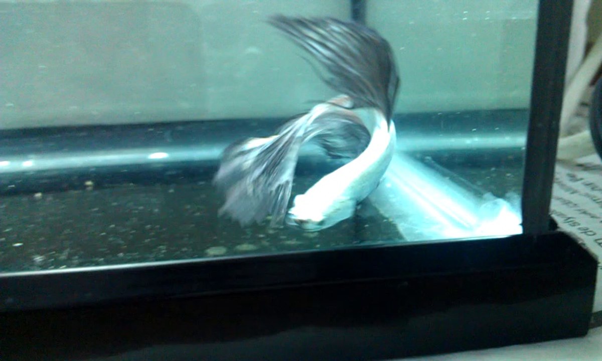 betta 2