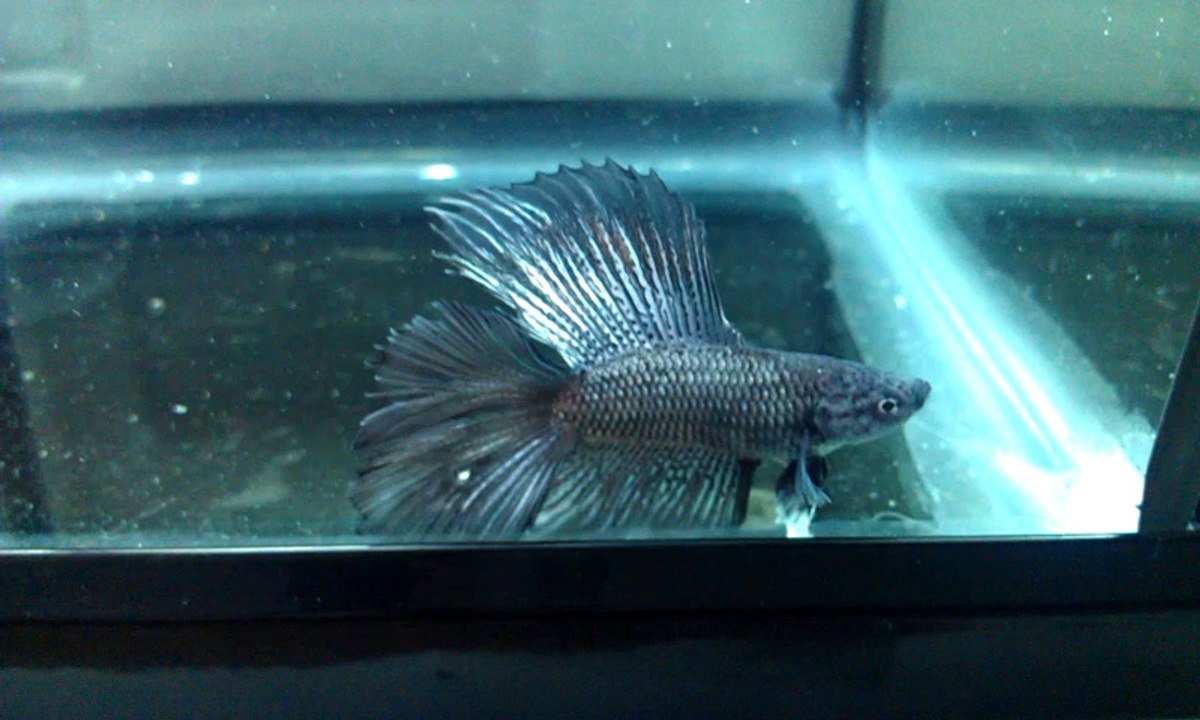 BETTA 4