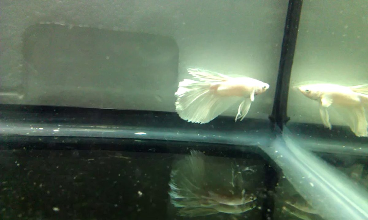BETTA 3